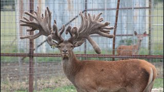 Red Deer Stag 😍😍