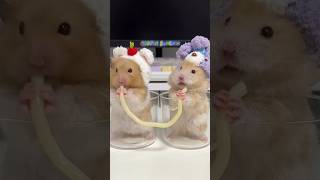 who do you think will win? 🤨😎 #shorts #hamster