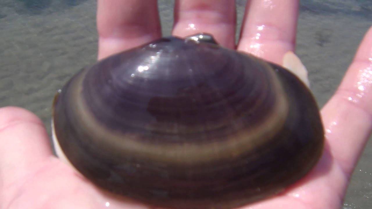 泉州の自然 海岸のお話 泉州の自然 海岸のお話
