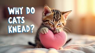 The Sweet Truth About Why Cats Knead