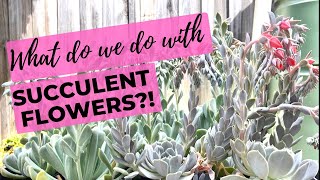 SUCCULENT FLOWERS: What should we do with them?!?