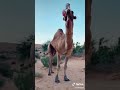 ليبيا ورفله الطبيقات 