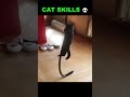 CAT SKILLS 💀 #cat #catvideos #catskills #cute