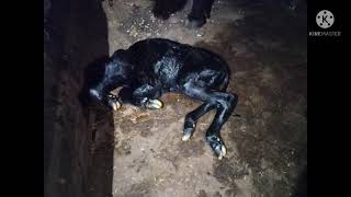 #70577 Bull# ka Male calf