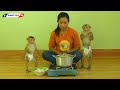 Obedient Baby Monkey | Master Chef Assistant KAKO & LUNA Cooking Boiled Duck Eggs