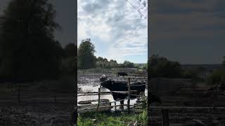 Молочна ферма 🐄🐂