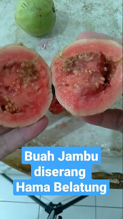 Gagal Panen, Buah Jambu Terserang Ulat Belatung