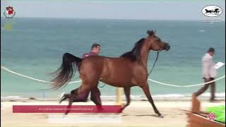N.182 FARAH ALMADER - Al Dhafrah Arabian Horse Championship 2023 - Fillies 3 Years Old (Class 3B...