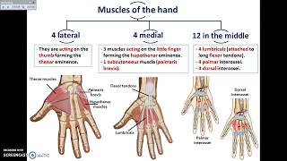 Overview of UL (13) - Muscles of the Hand - Dr. Ahmed Farid