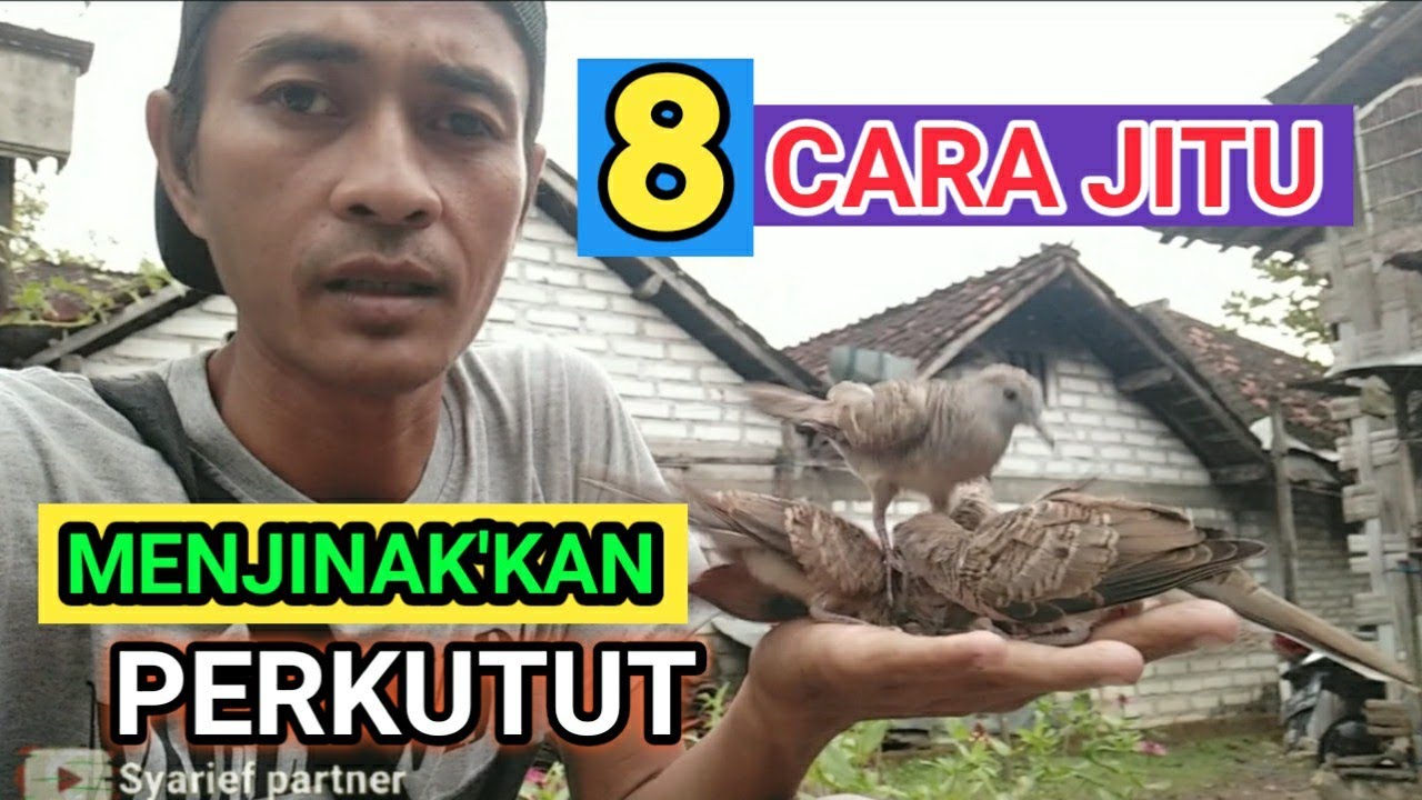 cara menjinakkan burung perkutut lokal dg mudah
