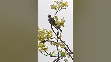Indian Blackbird calling in the forest of Indore during its summer visit.
