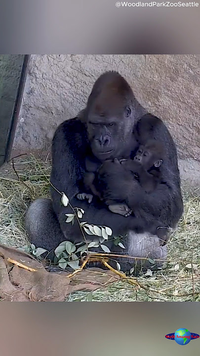 Cute Alert! Gorilla Dad and Son