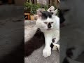猫のけいきち(keikichi) ライブ㉒2024/9/19☀️