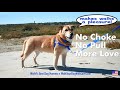 Walk Your Dog With Love - The World's Best Dog Harness Walk Your Dog With Love - The World's Best Dog Harness