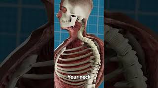 Retracting Your Head Like a Turtle 😨