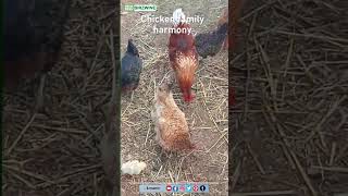 Chicken family harmony