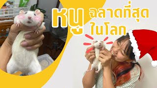 หนูอะไรกัน ฉลาดที่สุดในโลก!! | ดัมโบ้แรท