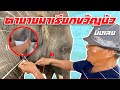 มาเด้อขวัญเอย⚠️ตายายมาเรียกขวัญบัวบาน⭕️एक हाथी,elephant