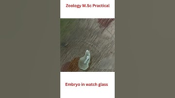 M.Sc practical ♥️in Zoology #how to disection a egg #chick embryo
