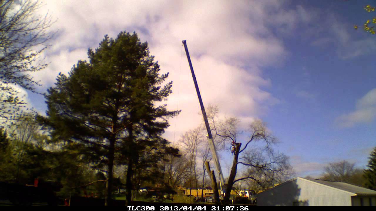 Elm Tree Removal Farmington Hills Michigan - YouTube