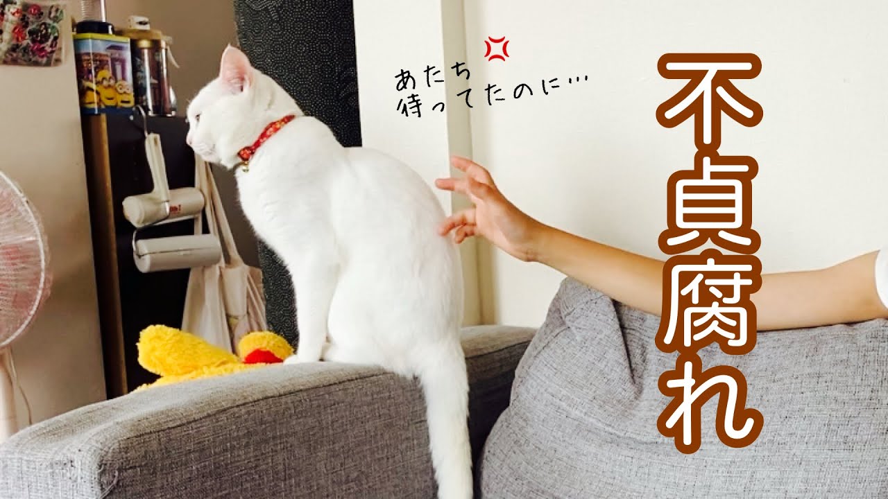 娘を待ちわびた猫…まさかの展開にふてくされる【白猫小福】