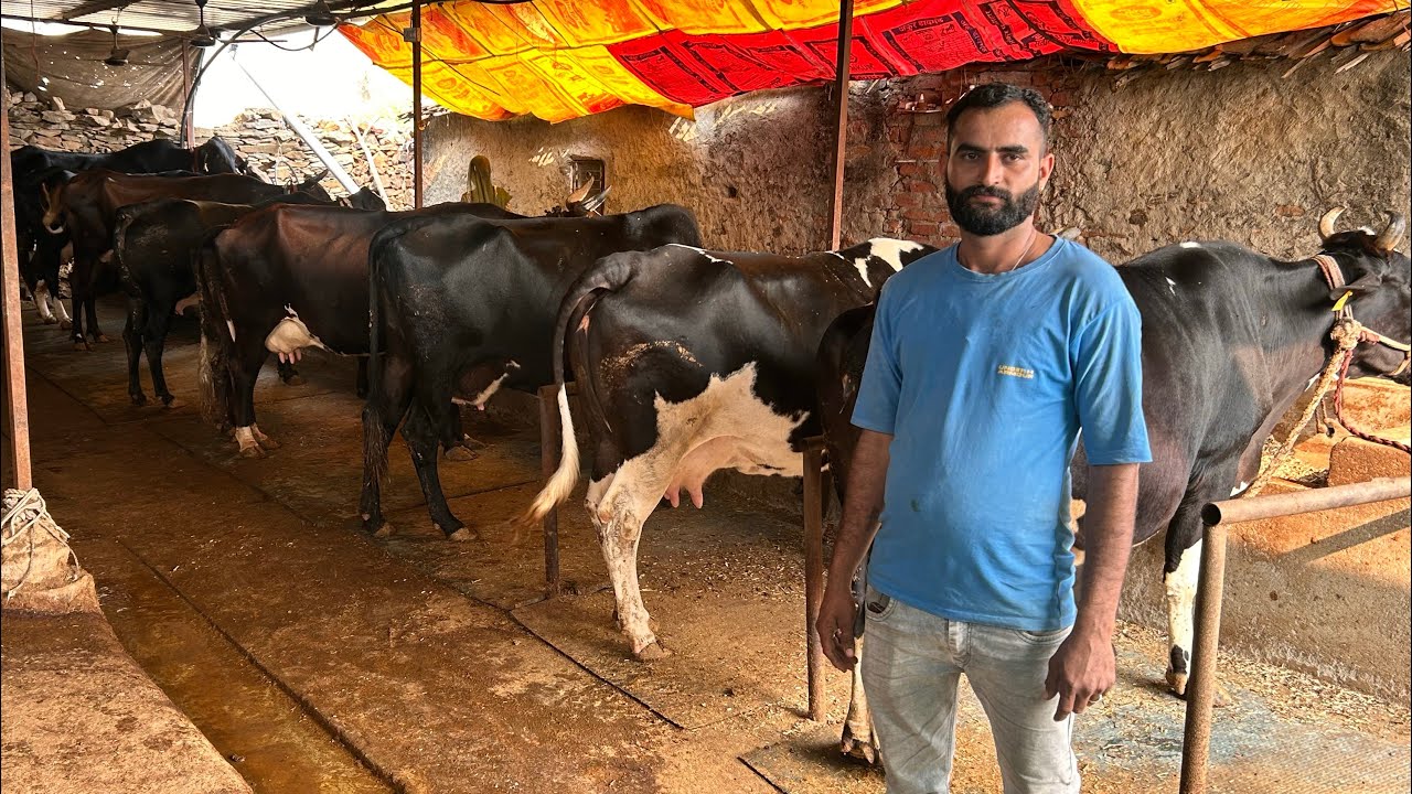 गुजरात की नौकरी छोड़ शुरू किया डेयरी फ़ार्म ।11 गायों से एक लाख रुपए प्रति महीना कमाई ।