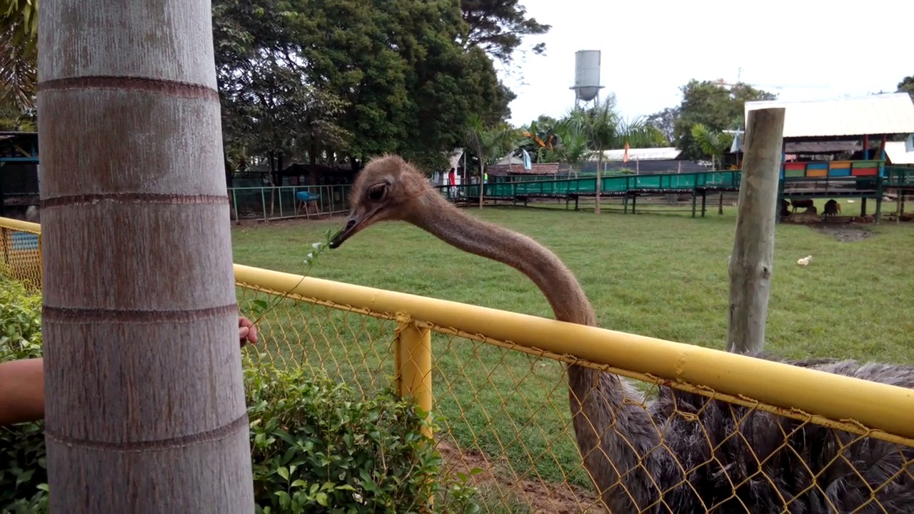 Feeding the ostrich 