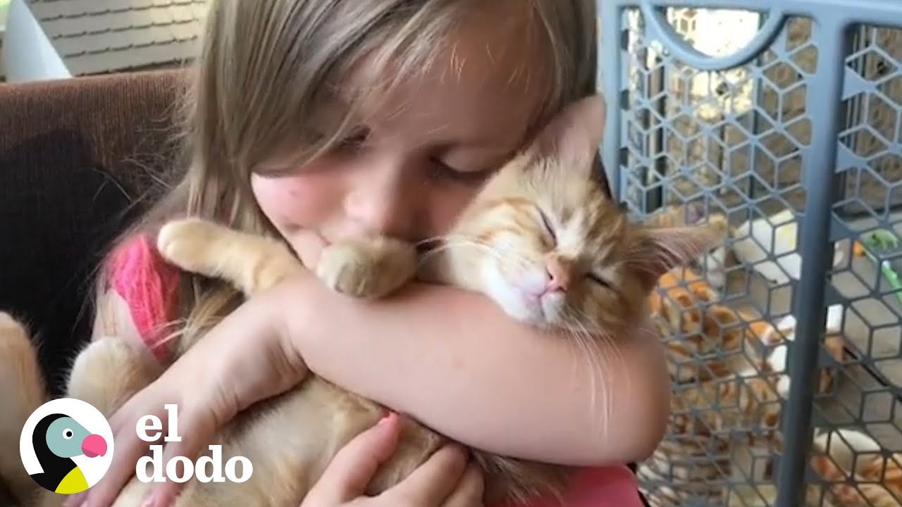 Niñas tienen una relación muy especial con los gatos I El Dodo - YouTube