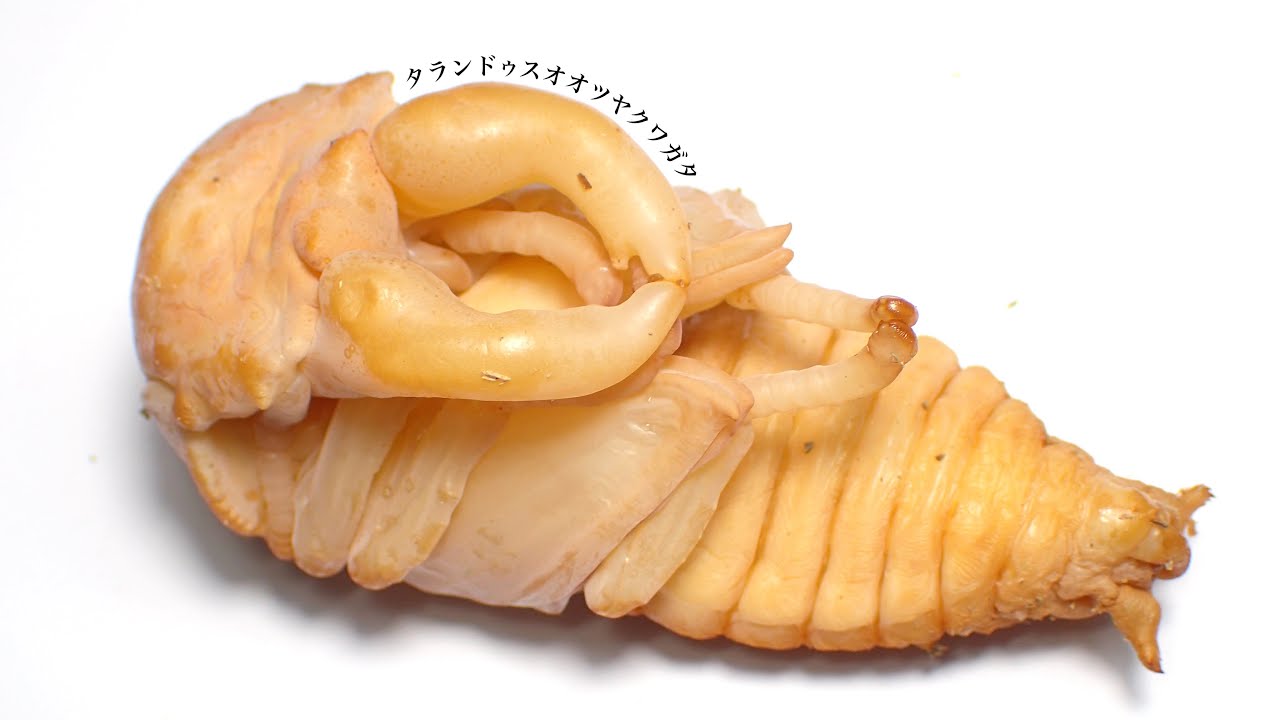 タランドゥスオオツヤクワガタのサナギ掘出しと体重測定【クワガタ飼育】