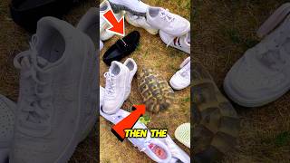 Why do turtles hate BLACK color 🤪 #shorts #viralvideo