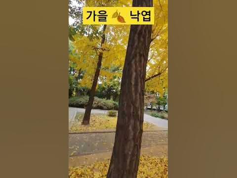 가을은 싱숭생숭 #가을 #은행나무 #낙엽 #센치하다 #임영웅노래 #사랑은늘도망가 - Youtube