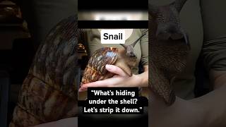 Animals Without Shells: You Won’t Believe #3 #shorts  #random