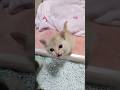 ぼく来たよー！って一生懸命鳴いてくれる子猫かわいすぎ #cat #子ネコ #kitty #kitten #子猫 #cute #cute #gatto