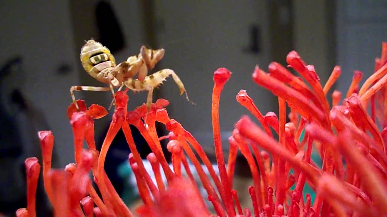 Mantis Warning Display Young flower mantis threat display - YouTube
