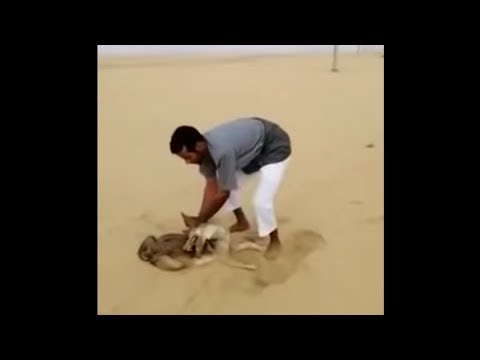 فيديو مثير للحظة قبض سعودي على ذئب حياً أكل خرافه‎