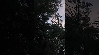El Amanecer en la Selva 😃