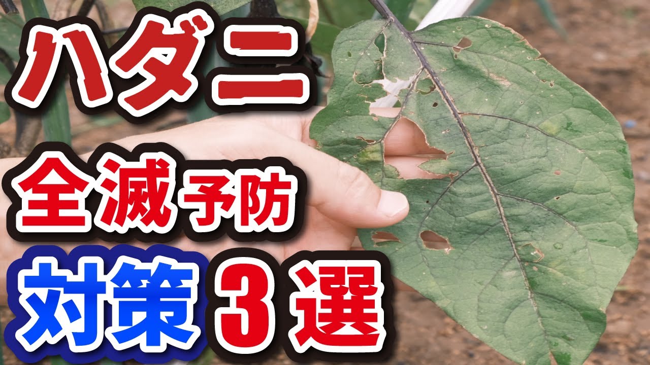 【ハダニ】全滅を予防する対策【3選】→簡単に家にあるもので出来る！ - YouTube