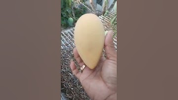 Hái xoài chín cây trên nóc nhà #yotubeshorts #tiengiang