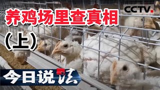 《今日说法》 20200711 养鸡场里查真相（上）| CCTV今日说法官方频道