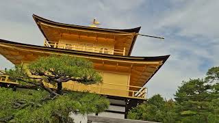Are these real Golden skin pagoda Kinkaku-ji, 1 Kinkakujicho, Kyoto, Japan 20260531 091504