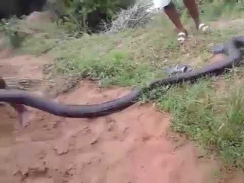 The real men wrestling with a python.