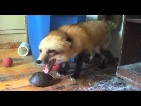 fox laughing