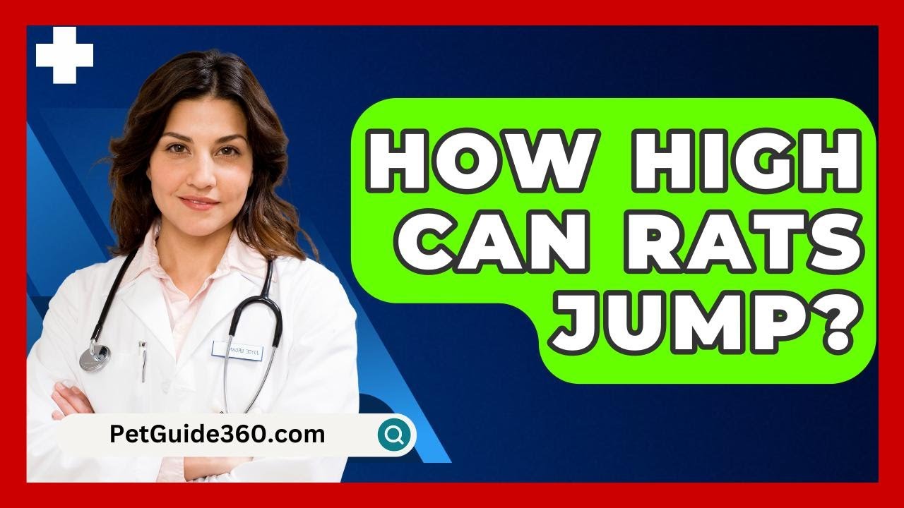 How High Can Rats Jump? - PetGuide360.com