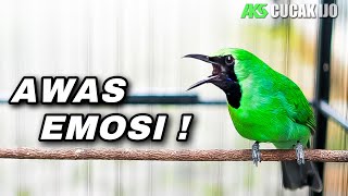 CUCAK IJO GACOR BIKIN EMOSI LAWAN COCOK UNTUK PANCINGAN PENDONGKRAK EMOSI IJO DEWASA AGAR JAMTROK