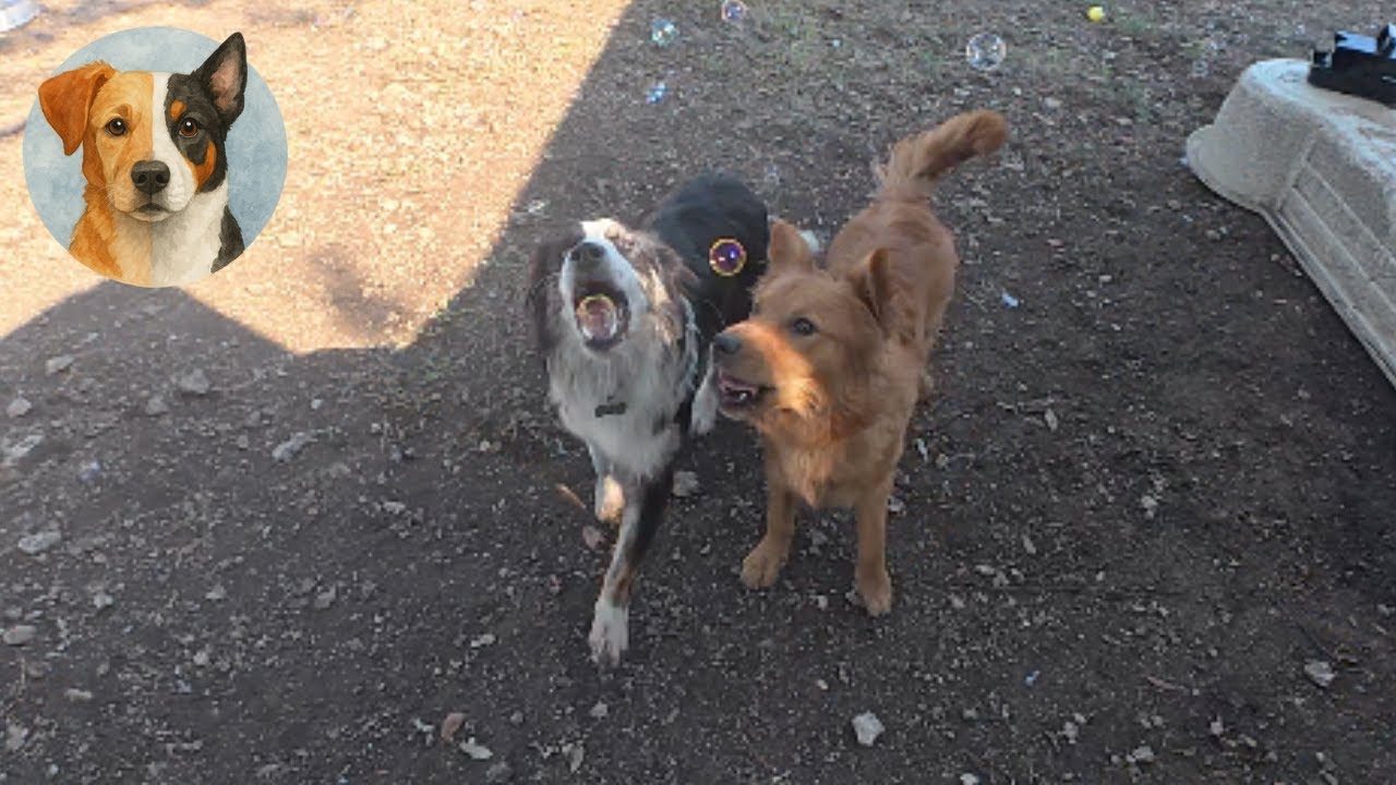 Day in My Life Volunteering at a Dog Rescue