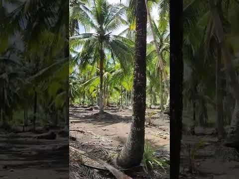 Video: Mengapa pokok palma lebih tinggi di California?