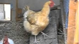 Song Jaycueaitch-Adam-Paul-Green Stoke-On-Trent Uk Letting-Off-Steam A-Fifth-Year-Of-Steam