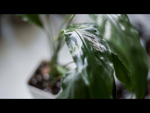 Идеальный грунт для Спатифиллума | Пересадка и размножение