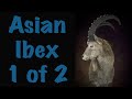 Asian Ibex shoulder mount, Resizing, Facial clay work, Art o Taxidermy.