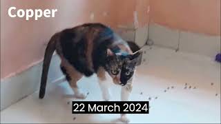 2021 vs 2024// Cat by (K)CAT(D) 76 views 1 month ago 32 seconds